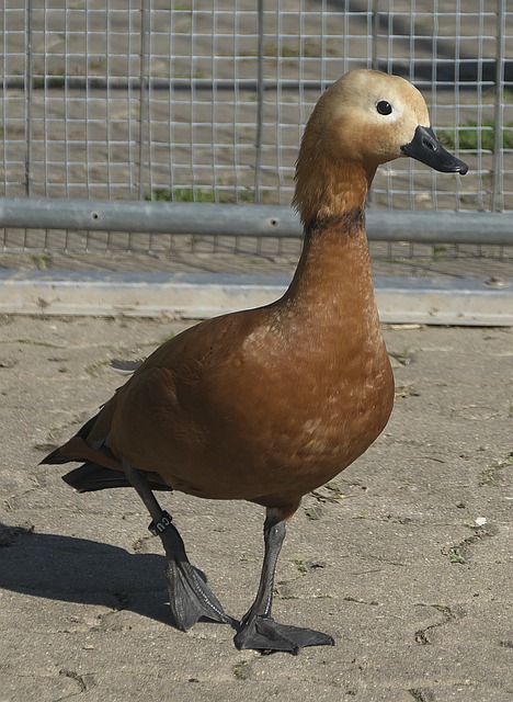 莫兰特未能